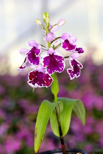 アワチドリ・夢ちどり 蘭裕園 Ranyuen