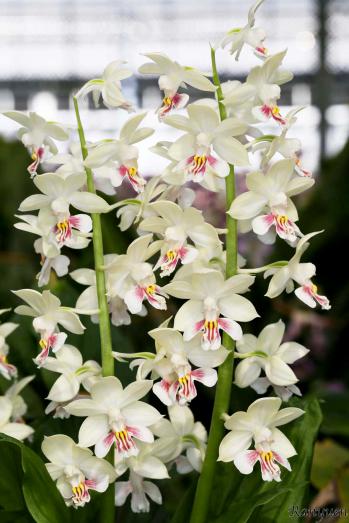 エビネ 蘭裕園 Ranyuen