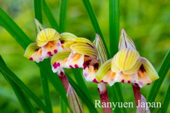 春蘭 蘭裕園 Ranyuen