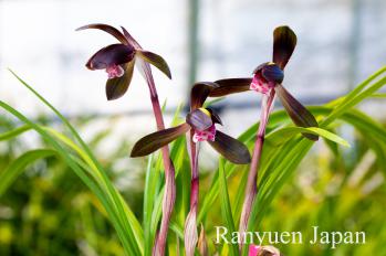 春蘭 蘭裕園 Ranyuen