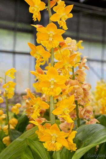 エビネ 蘭裕園 Ranyuen