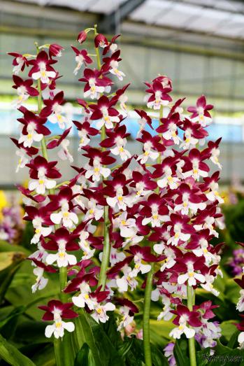 エビネ 蘭裕園 Ranyuen