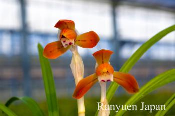 春蘭 蘭裕園 Ranyuen