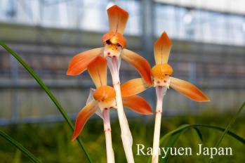 春蘭 蘭裕園 Ranyuen