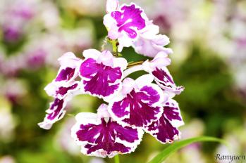 アワチドリ・夢ちどり 蘭裕園 Ranyuen