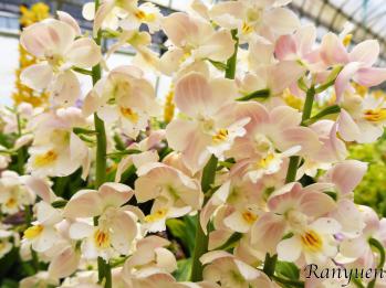 エビネ 蘭裕園 Ranyuen