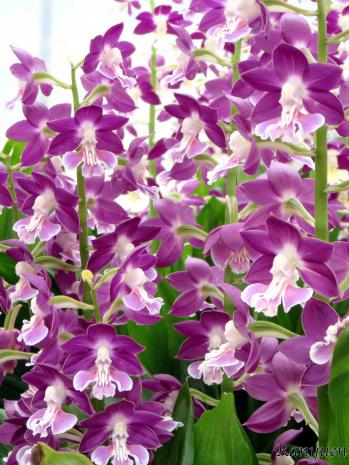 エビネ 蘭裕園 Ranyuen