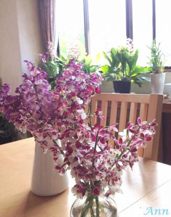 蘭裕園スタイル 蘭裕園 Ranyuen