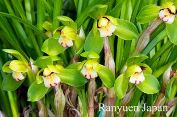 春蘭 蘭裕園 Ranyuen