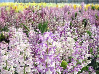 エビネ 蘭裕園 Ranyuen