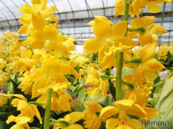 エビネ 蘭裕園 Ranyuen