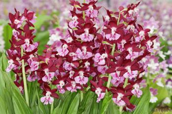 エビネ 蘭裕園 Ranyuen