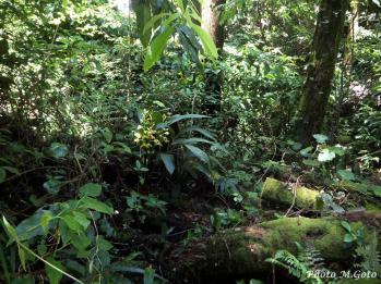 ガンゼキラン 蘭裕園 Ranyuen