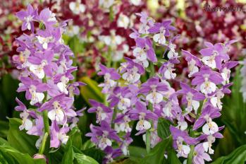 エビネ 蘭裕園 Ranyuen