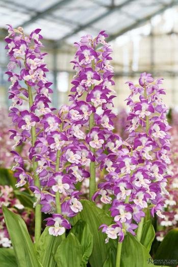 エビネ 蘭裕園 Ranyuen