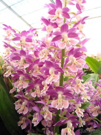 エビネ 蘭裕園 Ranyuen