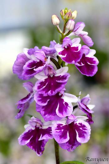 アワチドリ・夢ちどり 蘭裕園 Ranyuen
