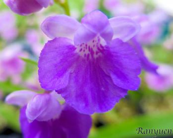 アワチドリ・夢ちどり 蘭裕園 Ranyuen