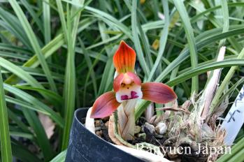 春蘭 蘭裕園 Ranyuen