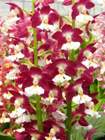 エビネ 蘭裕園 Ranyuen