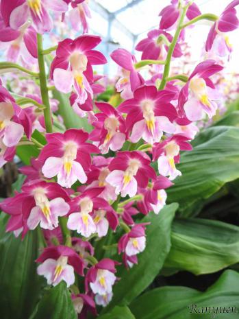 エビネ 蘭裕園 Ranyuen