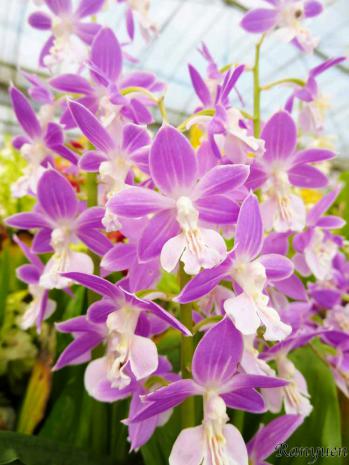 エビネ 蘭裕園 Ranyuen