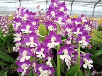 エビネ 蘭裕園 Ranyuen