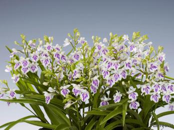 アワチドリ・夢ちどり 蘭裕園 Ranyuen