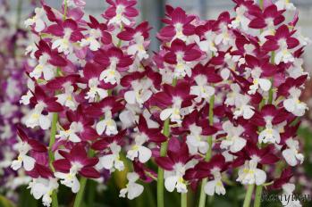 エビネ 蘭裕園 Ranyuen