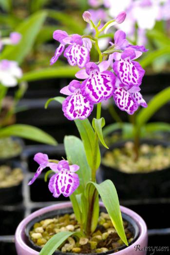 Ponerorchis Ranyuen