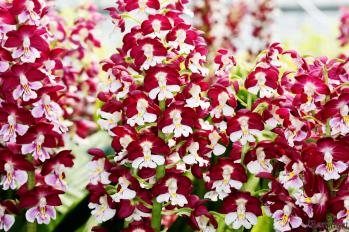 エビネ 蘭裕園 Ranyuen