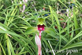 春蘭 蘭裕園 Ranyuen