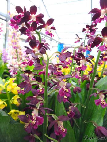 エビネ 蘭裕園 Ranyuen