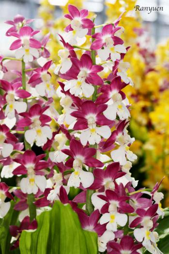 エビネ 蘭裕園 Ranyuen