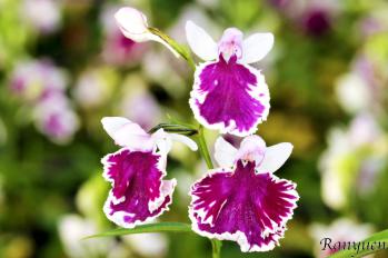 アワチドリ・夢ちどり 蘭裕園 Ranyuen