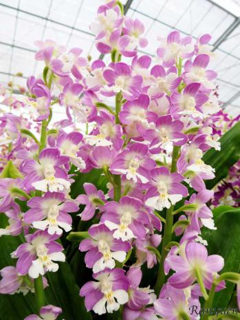 エビネ 蘭裕園 Ranyuen