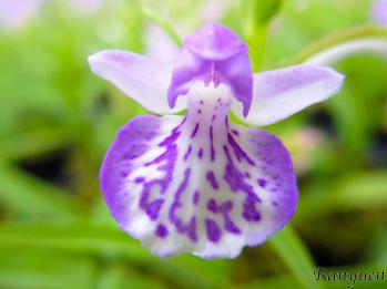 アワチドリ・夢ちどり 蘭裕園 Ranyuen