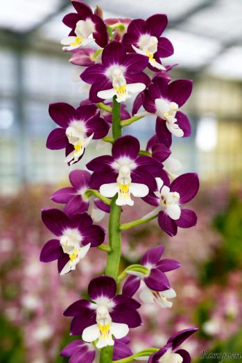 エビネ 蘭裕園 Ranyuen