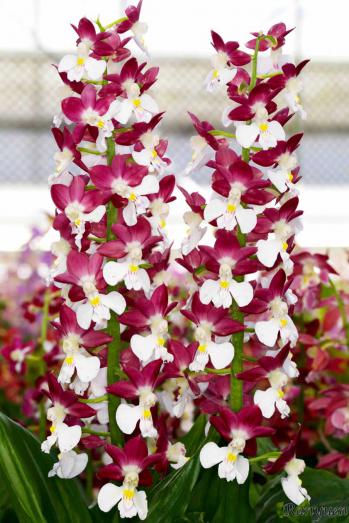 エビネ 蘭裕園 Ranyuen