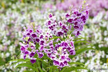 アワチドリ・夢ちどり 蘭裕園 Ranyuen