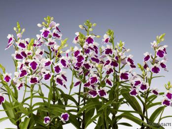 アワチドリ・夢ちどり 蘭裕園 Ranyuen