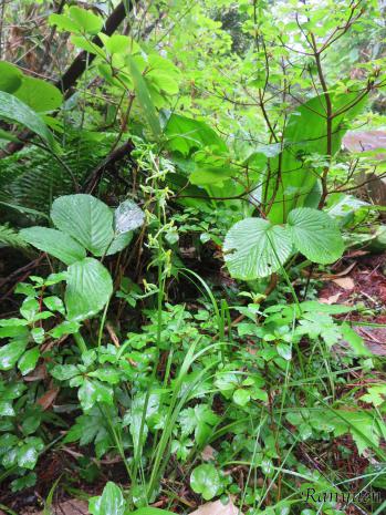 ホソバノキソチドリ 蘭裕園 Ranyuen