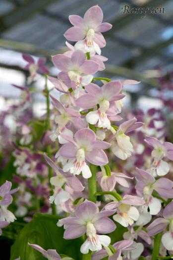 エビネ 蘭裕園 Ranyuen