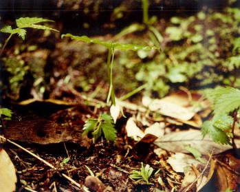 Cypripedium debile Ranyuen