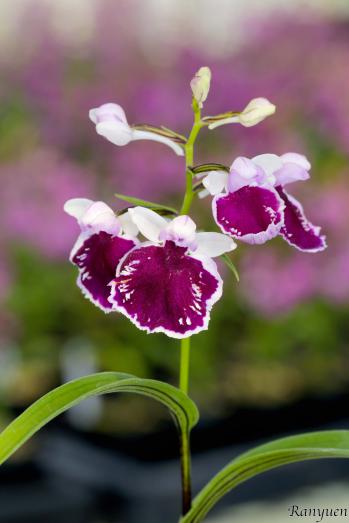 アワチドリ・夢ちどり 蘭裕園 Ranyuen