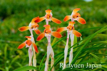 春蘭 蘭裕園 Ranyuen