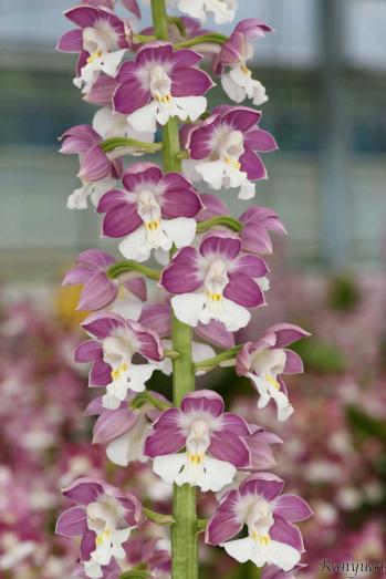 エビネ 蘭裕園 Ranyuen