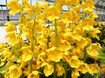 エビネ 蘭裕園 Ranyuen