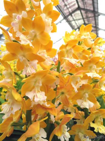 エビネ 蘭裕園 Ranyuen