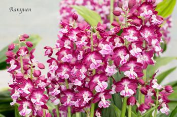 エビネ 蘭裕園 Ranyuen